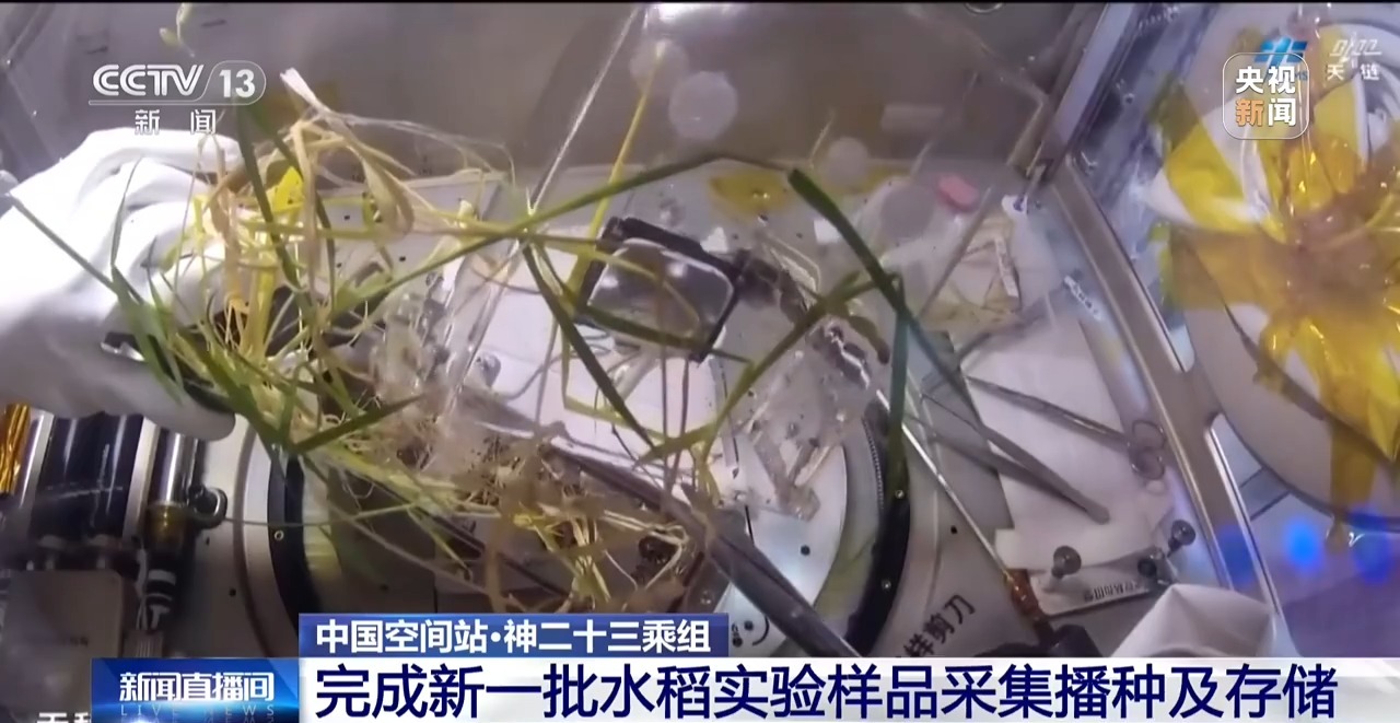 太空水稻再繁育！神二十三乘组完成新一批样品采集播种